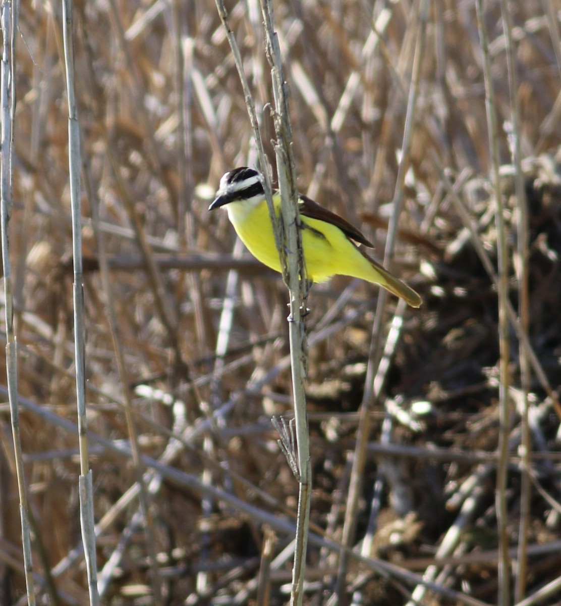 Great Kiskadee - ML646999095
