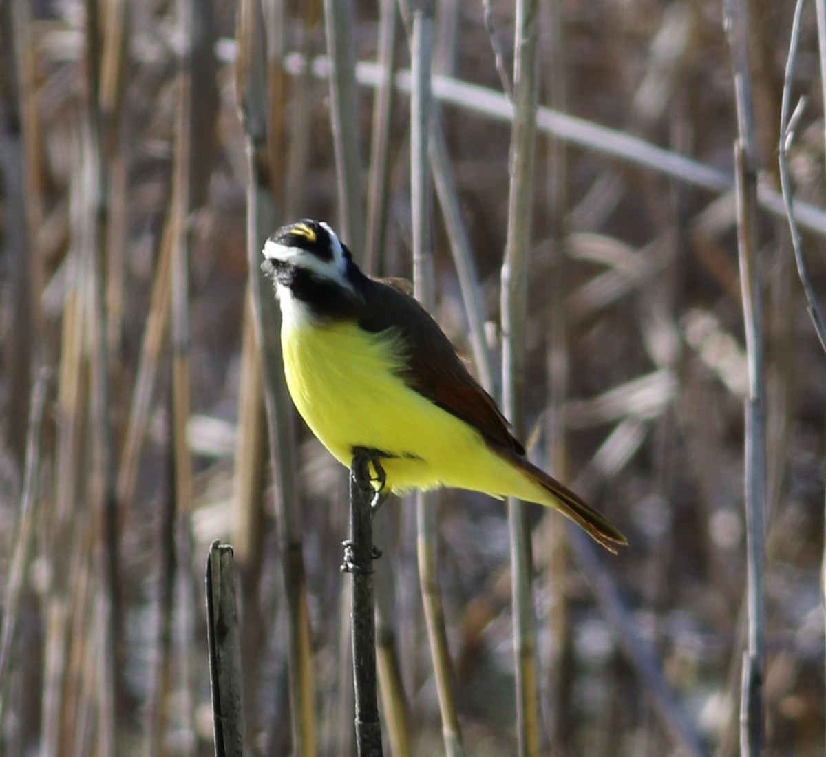 Great Kiskadee - ML646999096