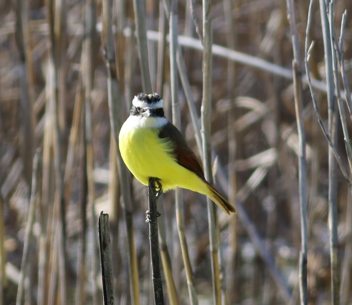 Great Kiskadee - ML646999097
