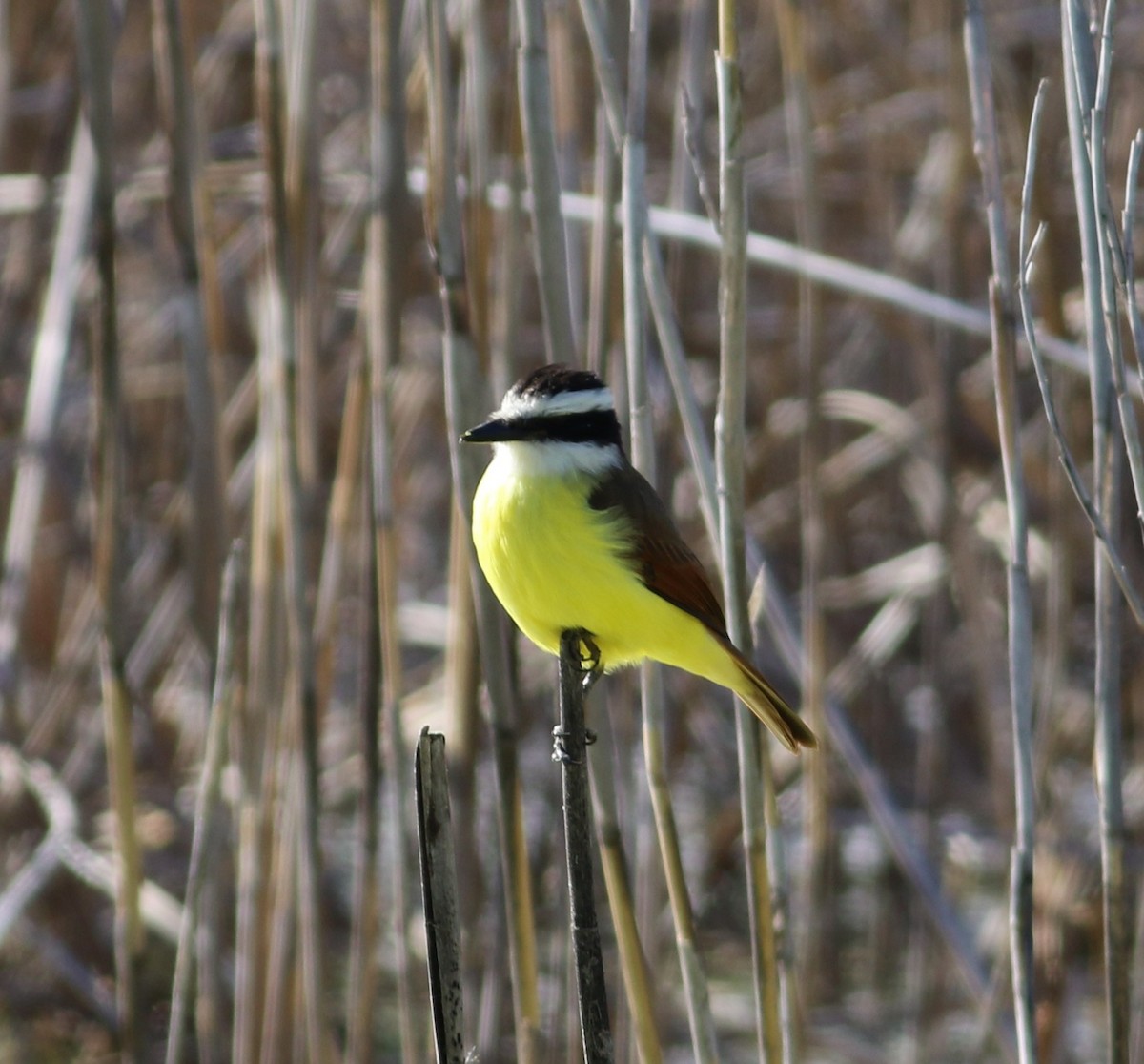 Great Kiskadee - ML646999098