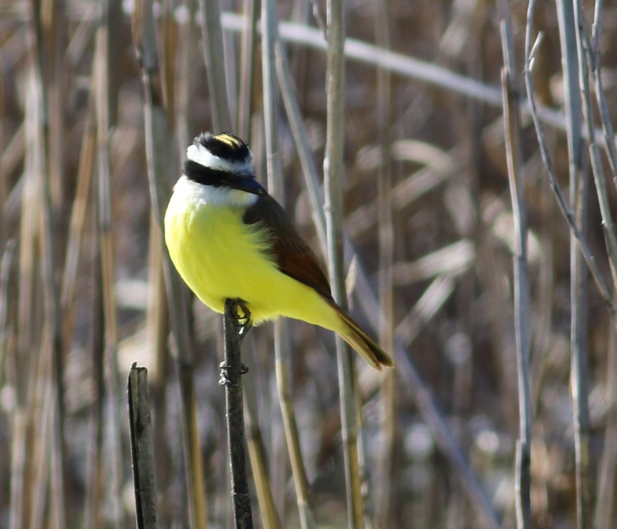 Great Kiskadee - ML646999099