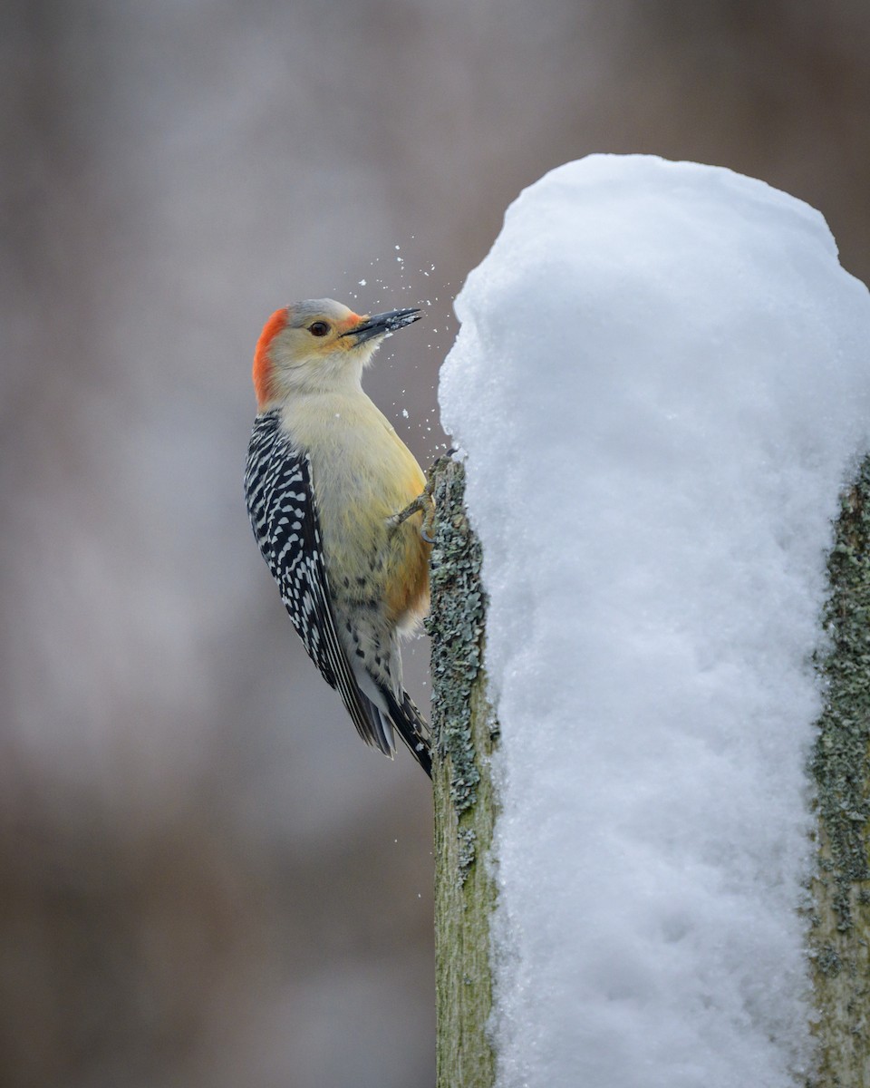 Red-bellied Woodpecker - ML646999101
