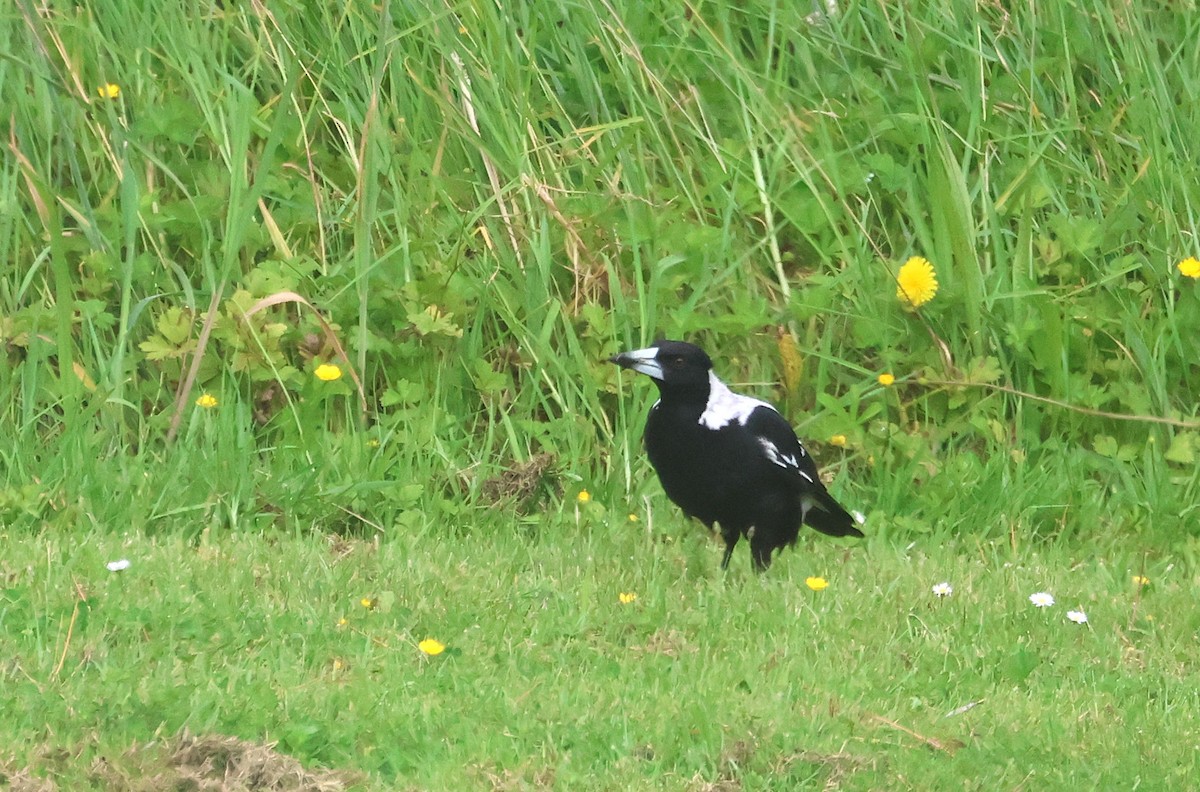 Australian Magpie - ML646999102