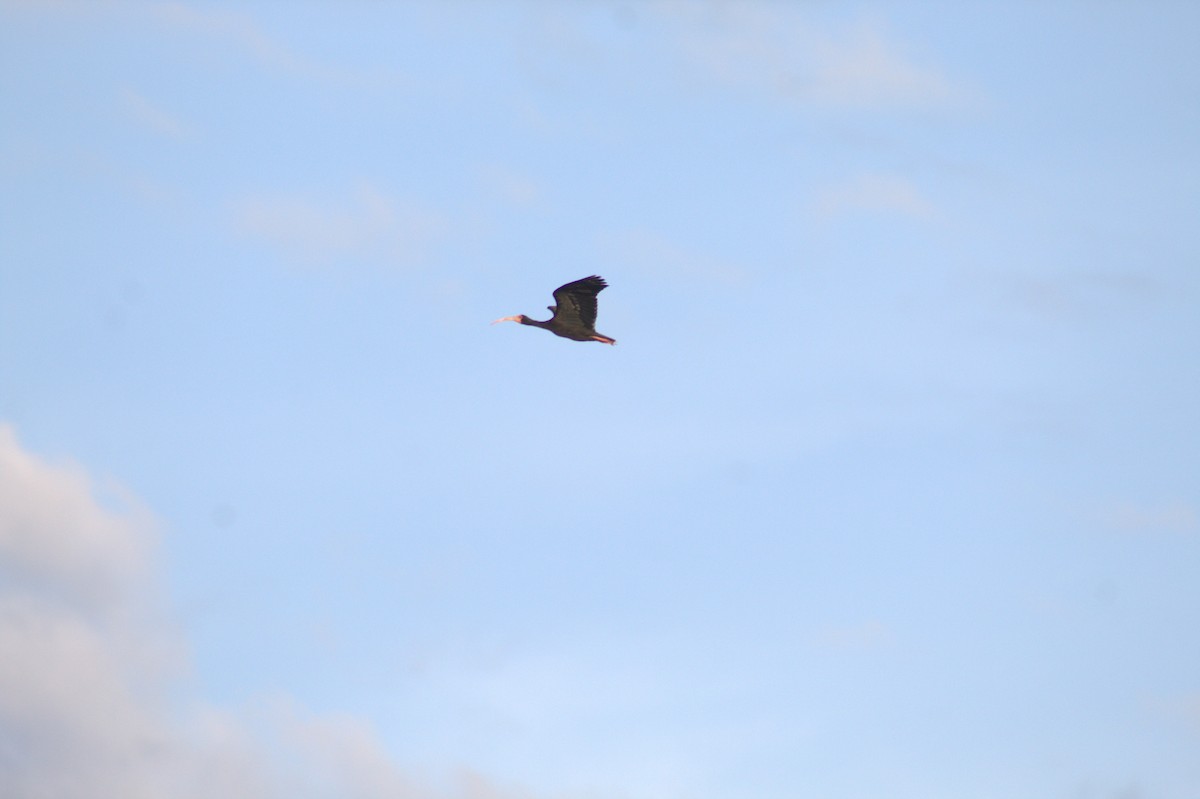 Ібіс чорний - ML646999103