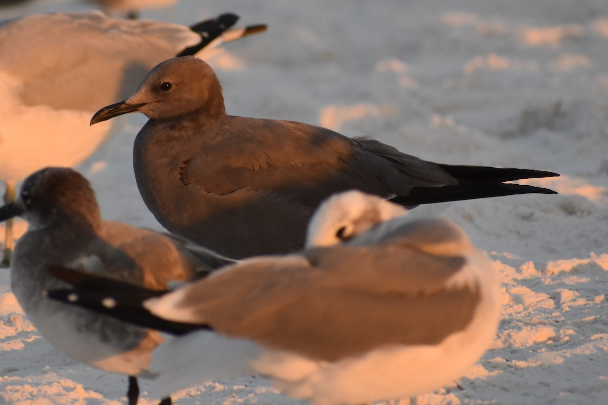 ハイイロカモメ - ML646999107