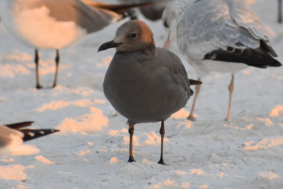 ハイイロカモメ - ML646999108