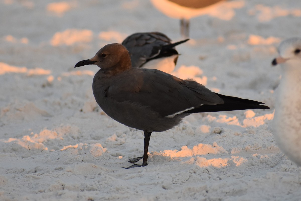 ハイイロカモメ - ML646999109