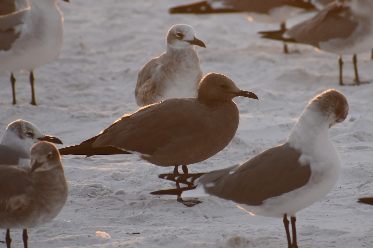 ハイイロカモメ - ML646999110