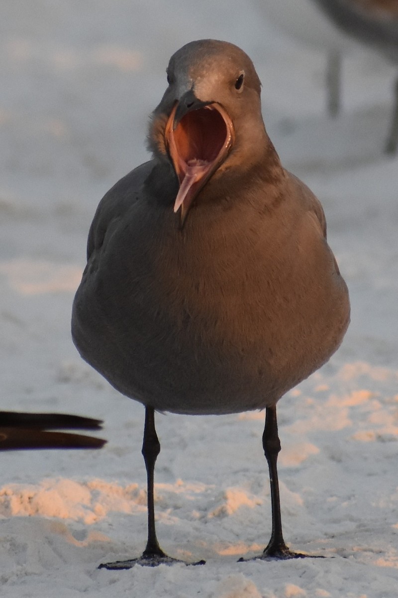 ハイイロカモメ - ML646999111