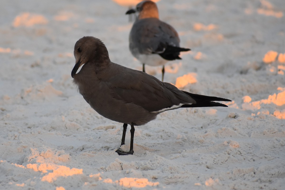 ハイイロカモメ - ML646999112