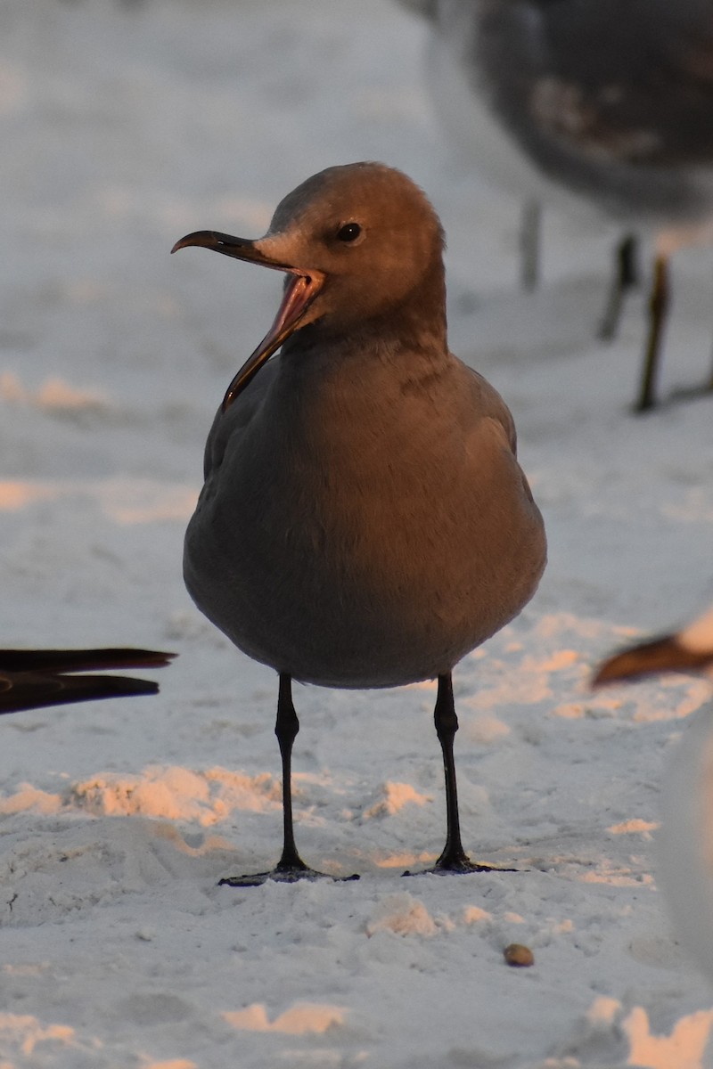 ハイイロカモメ - ML646999115