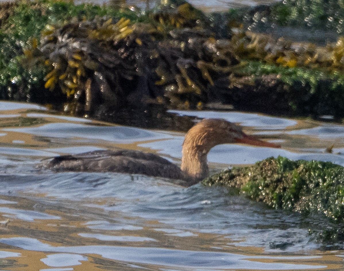 מרגון בינוני - ML646999116