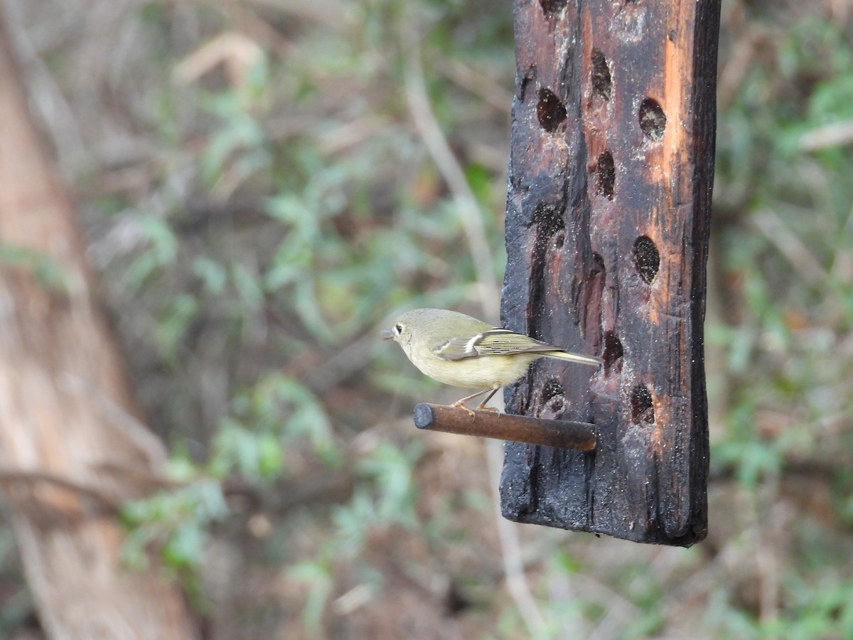 králíček americký - ML646999117