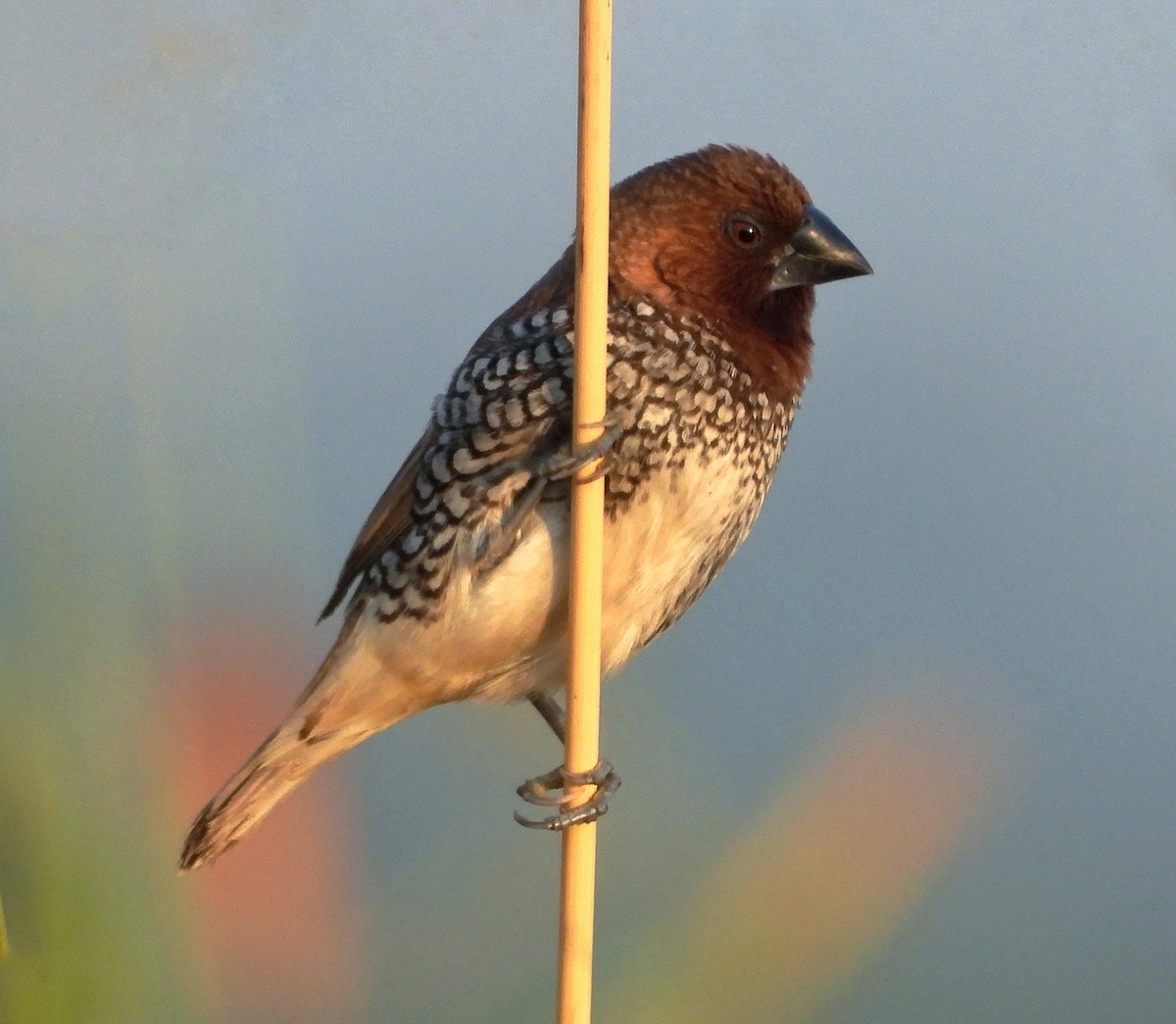 Мунія іржаста - ML646999120