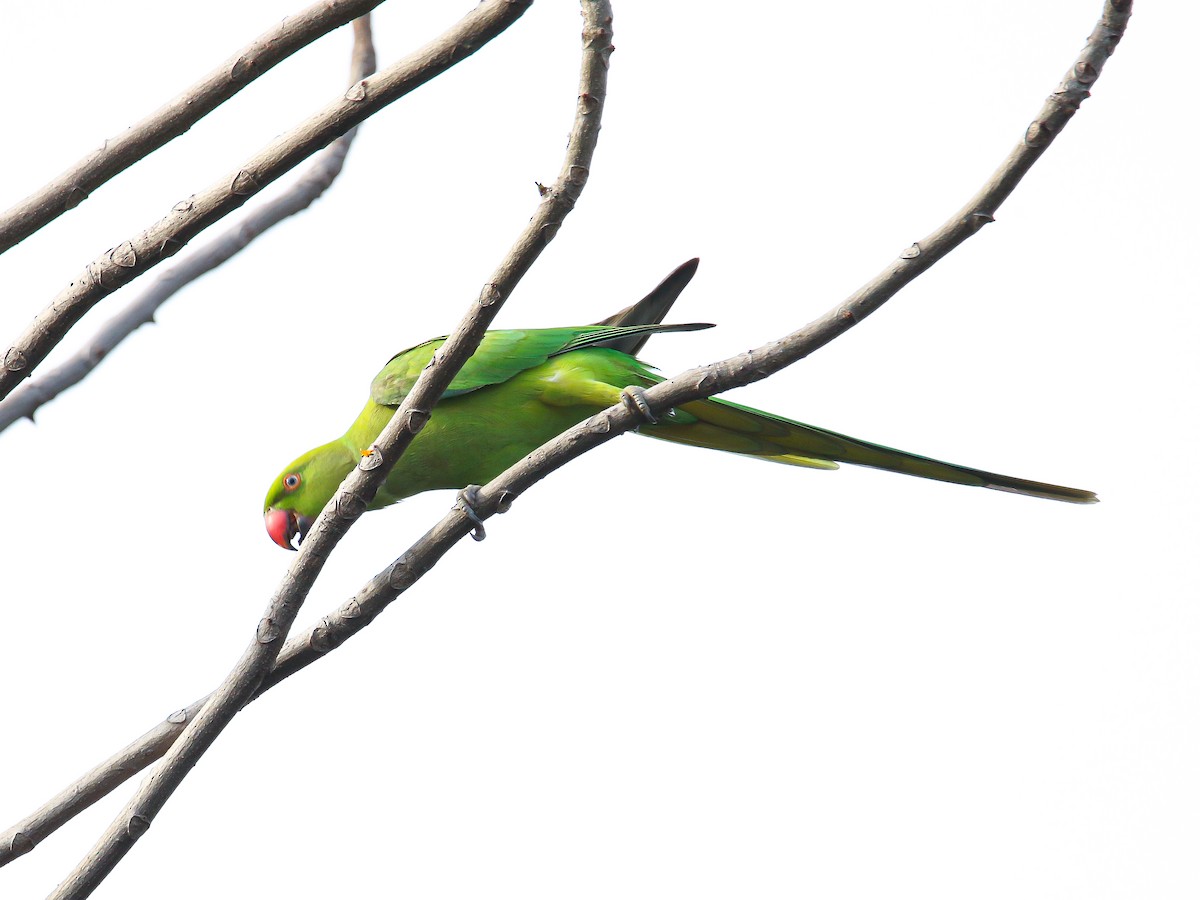 Rose-ringed Parakeet - ML646999121