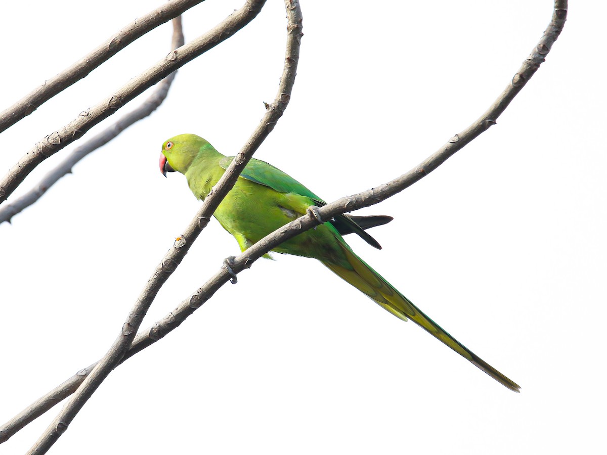 Rose-ringed Parakeet - ML646999122
