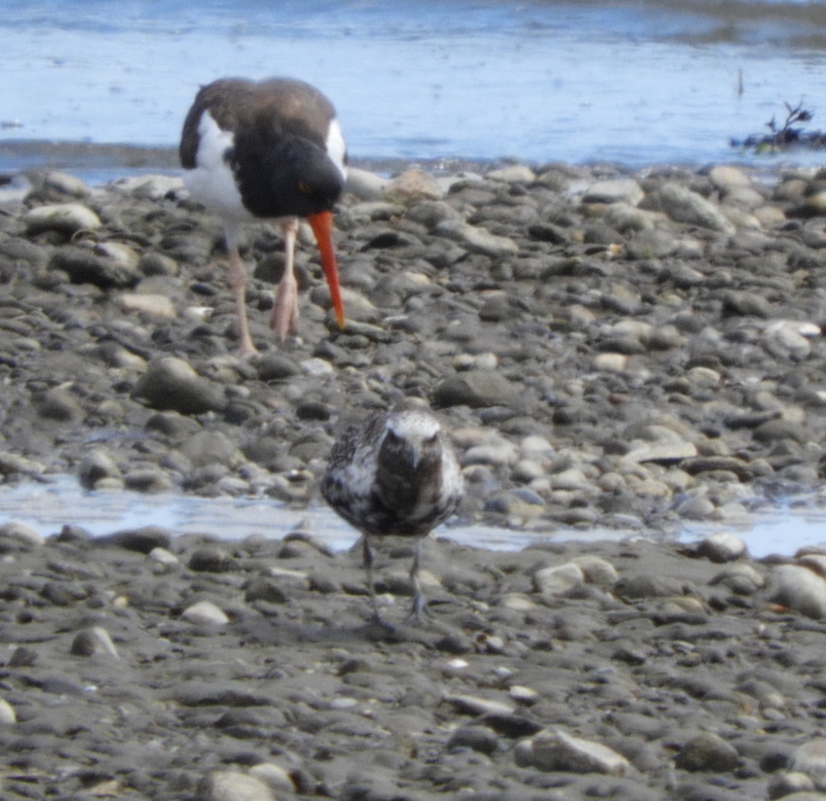 American Oystercatcher - ML646999125