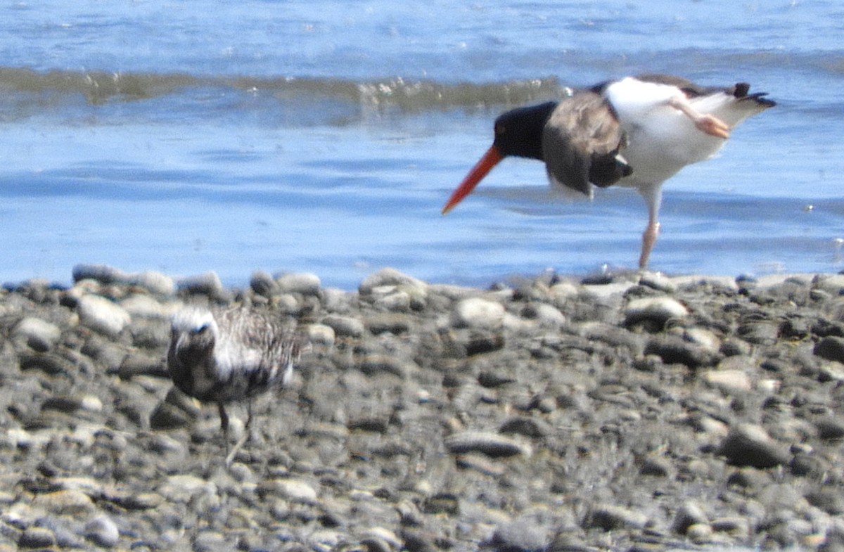 American Oystercatcher - ML646999126