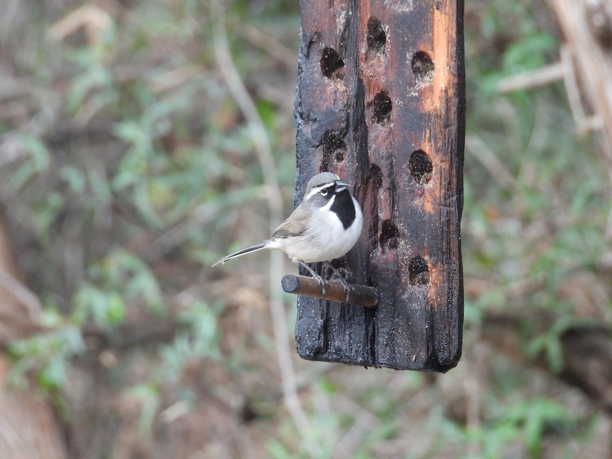 Black-throated Sparrow - ML646999127