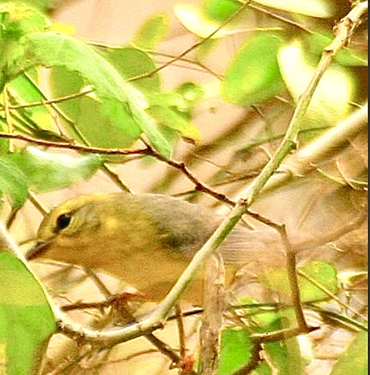 Reinita Coroniestriada - ML646999128