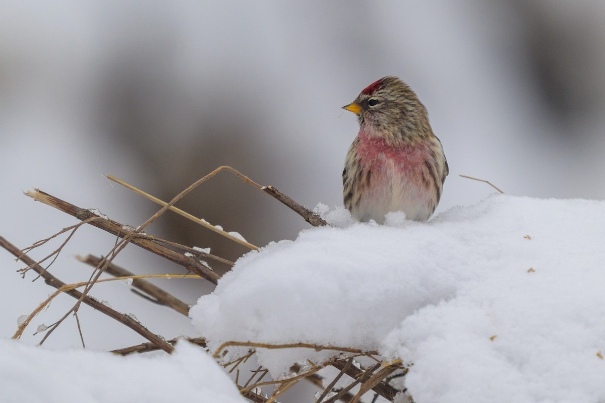 Organetto - ML646999129