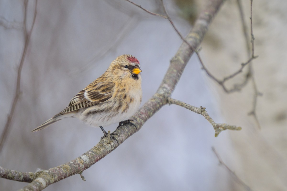 Organetto - ML646999130