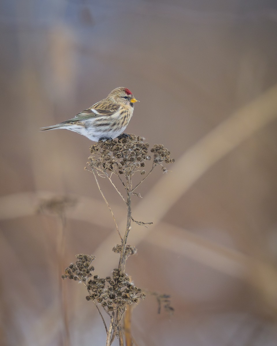 Organetto - ML646999131