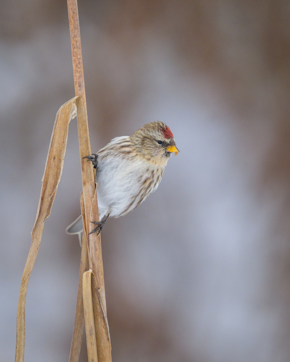 Organetto - ML646999132