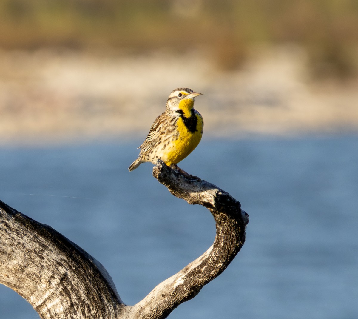 Western Meadowlark - ML646999134