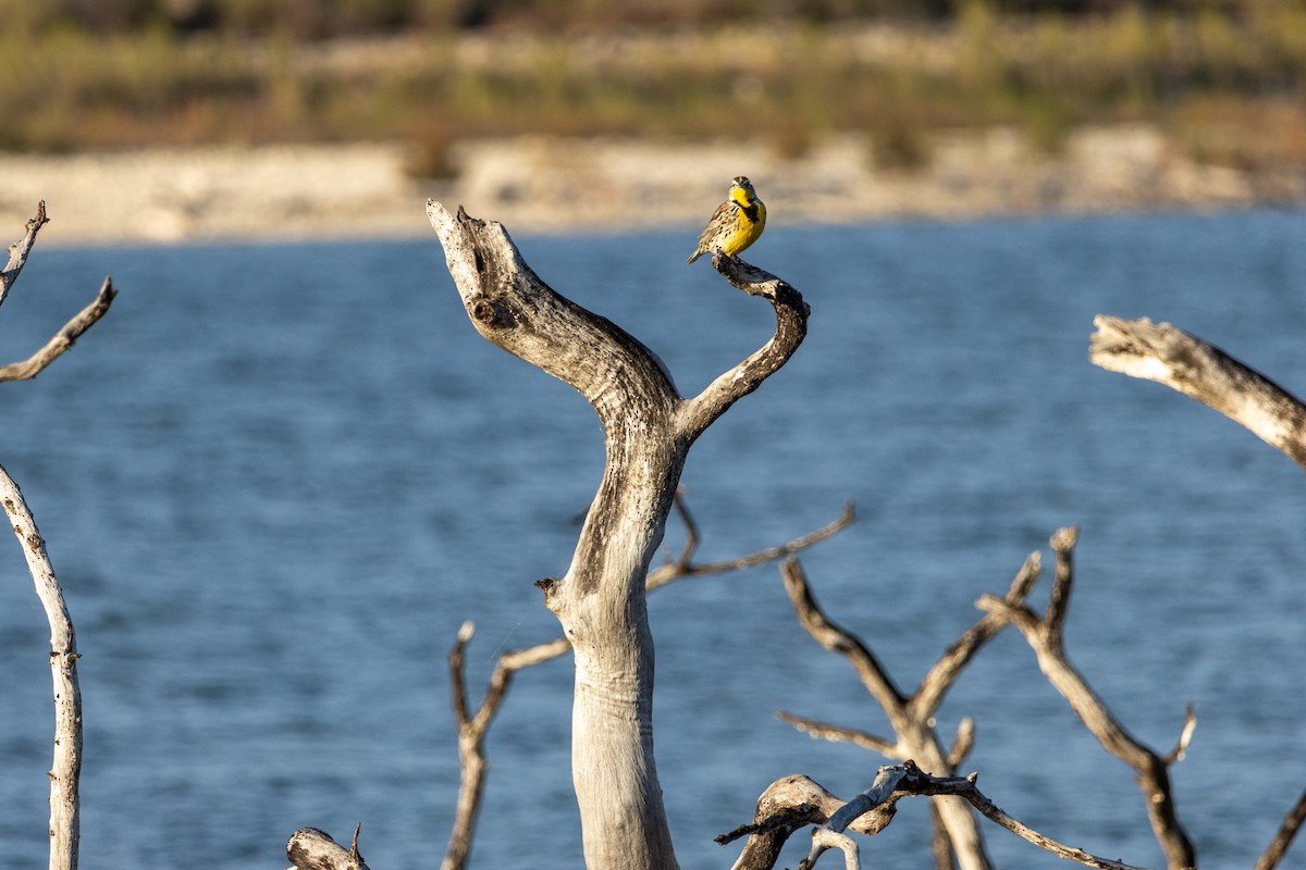 Western Meadowlark - ML646999135