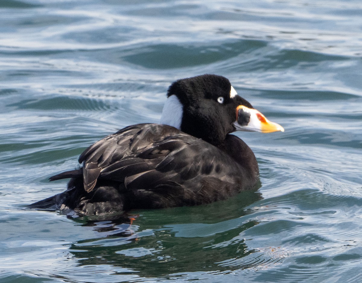 Yamalı Ördek - ML646999138