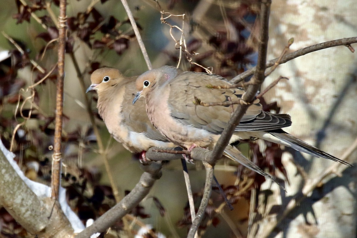 Зенаїда північна - ML646999139