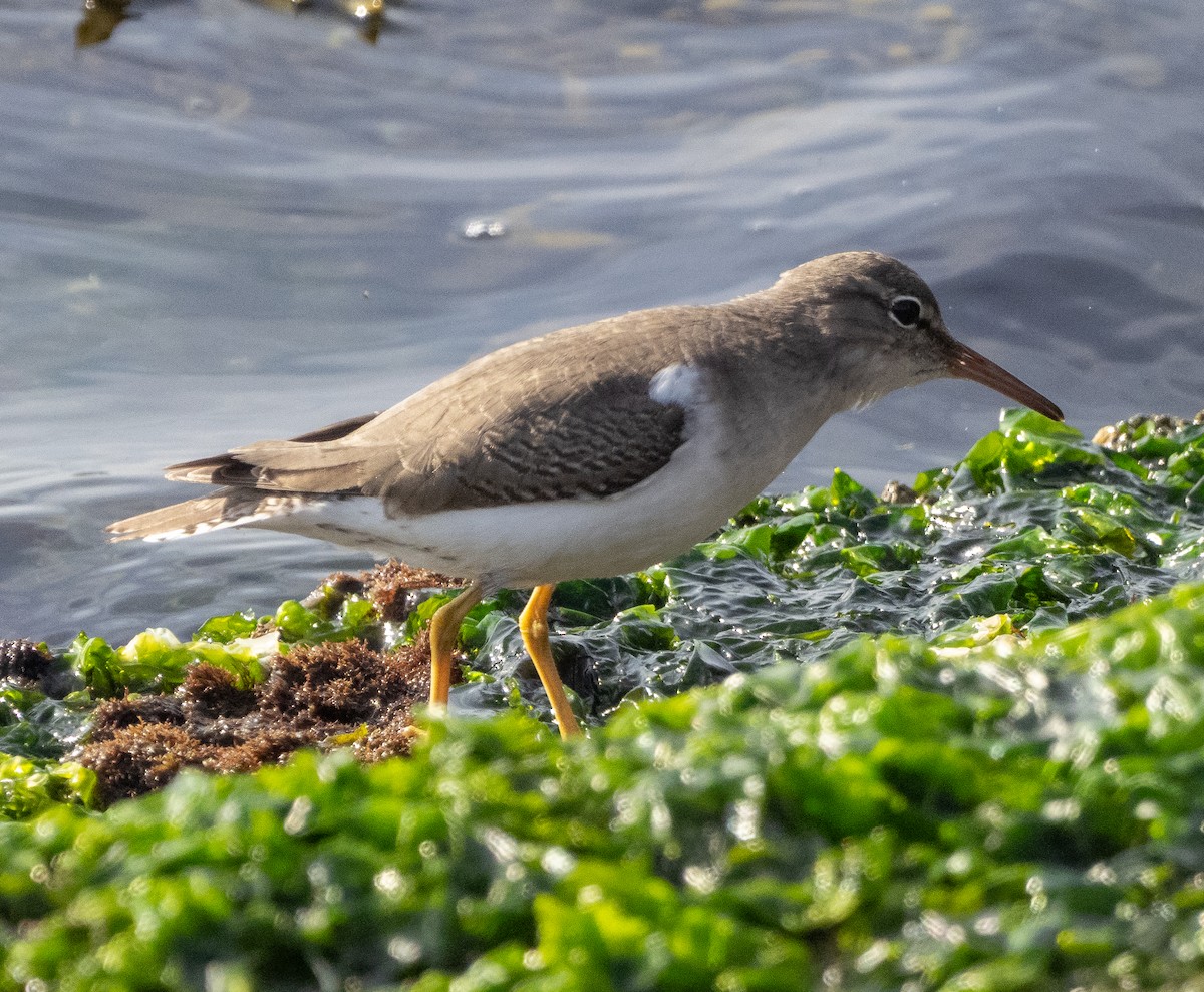 アメリカイソシギ - ML646999151