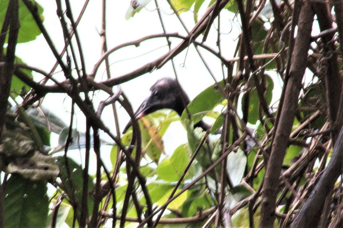 Ібіс чорний - ML646999152