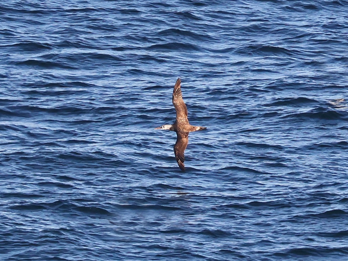 סולה מצויה - ML646999154