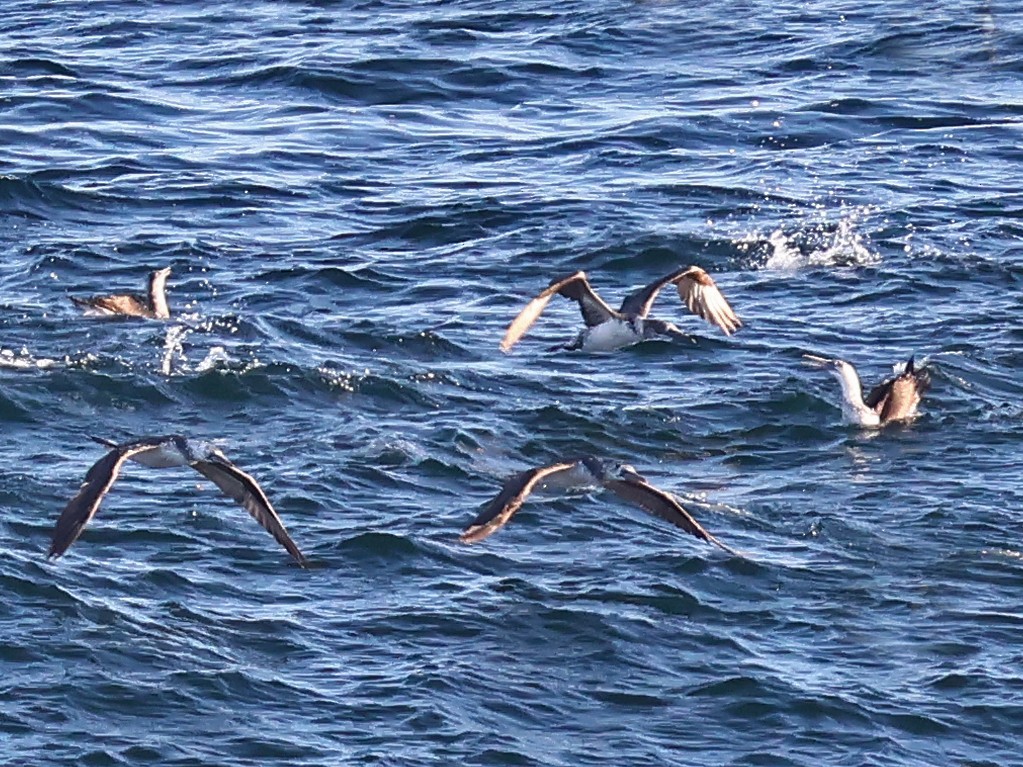 סולה מצויה - ML646999155