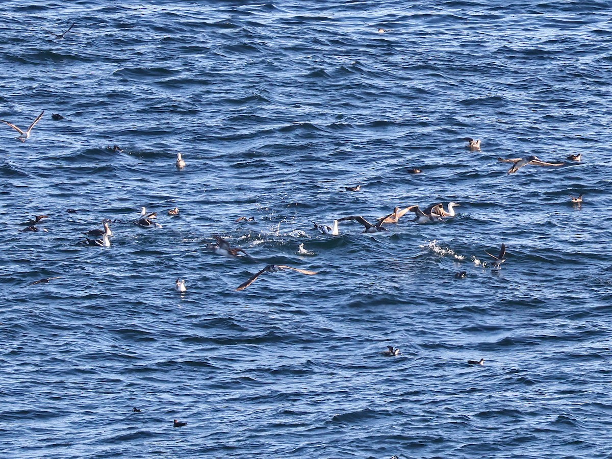 סולה מצויה - ML646999156