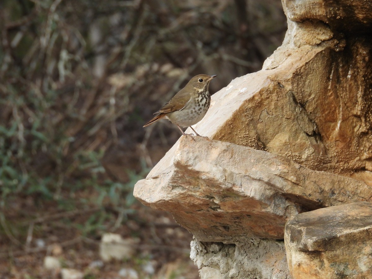 drozd rezavoocasý - ML646999157