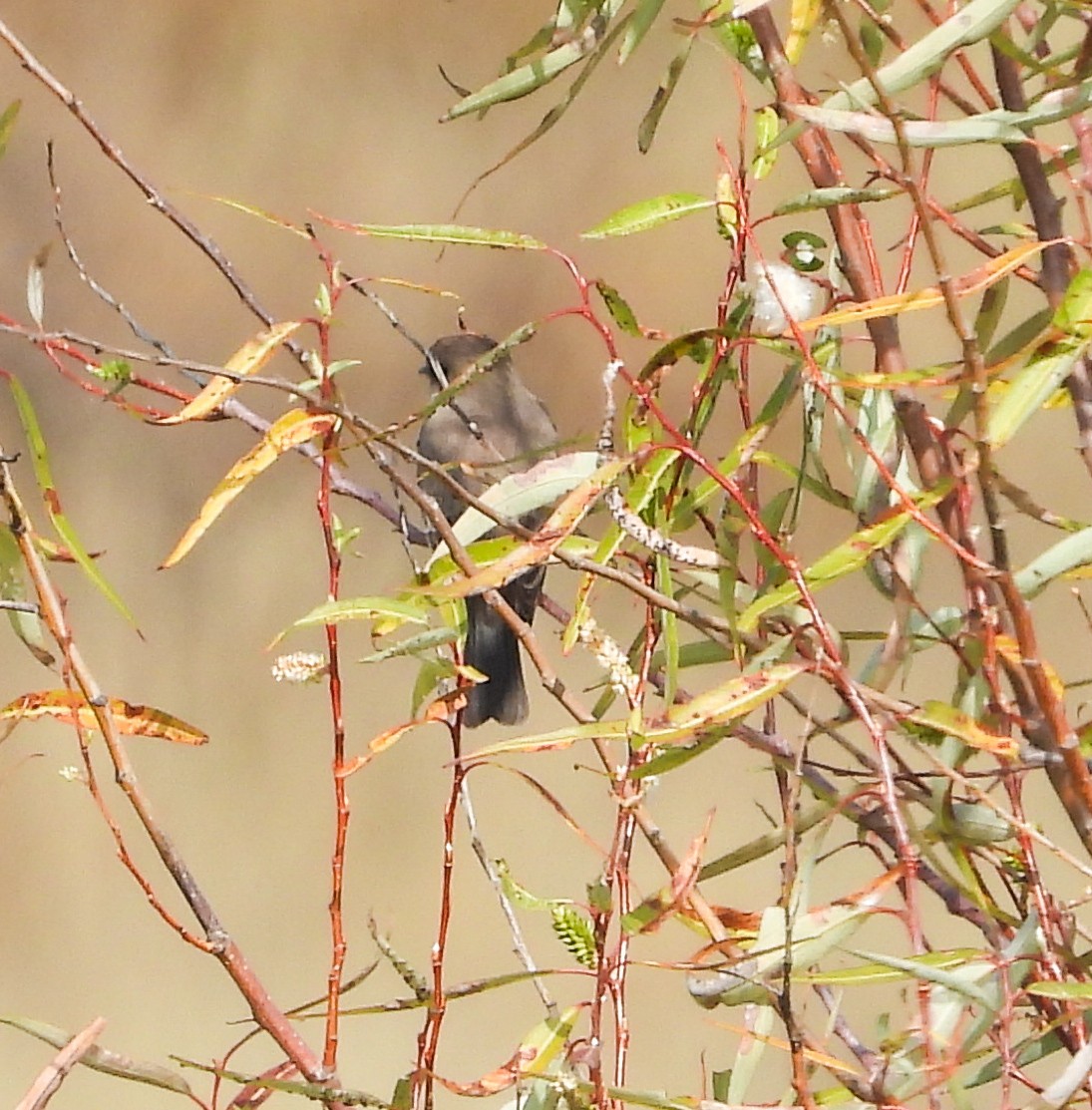 Black Phoebe - ML646999159