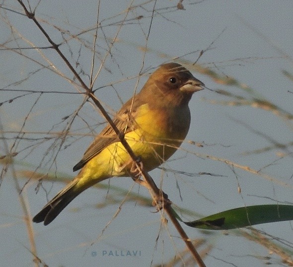 Вівсянка рудоголова - ML646999160