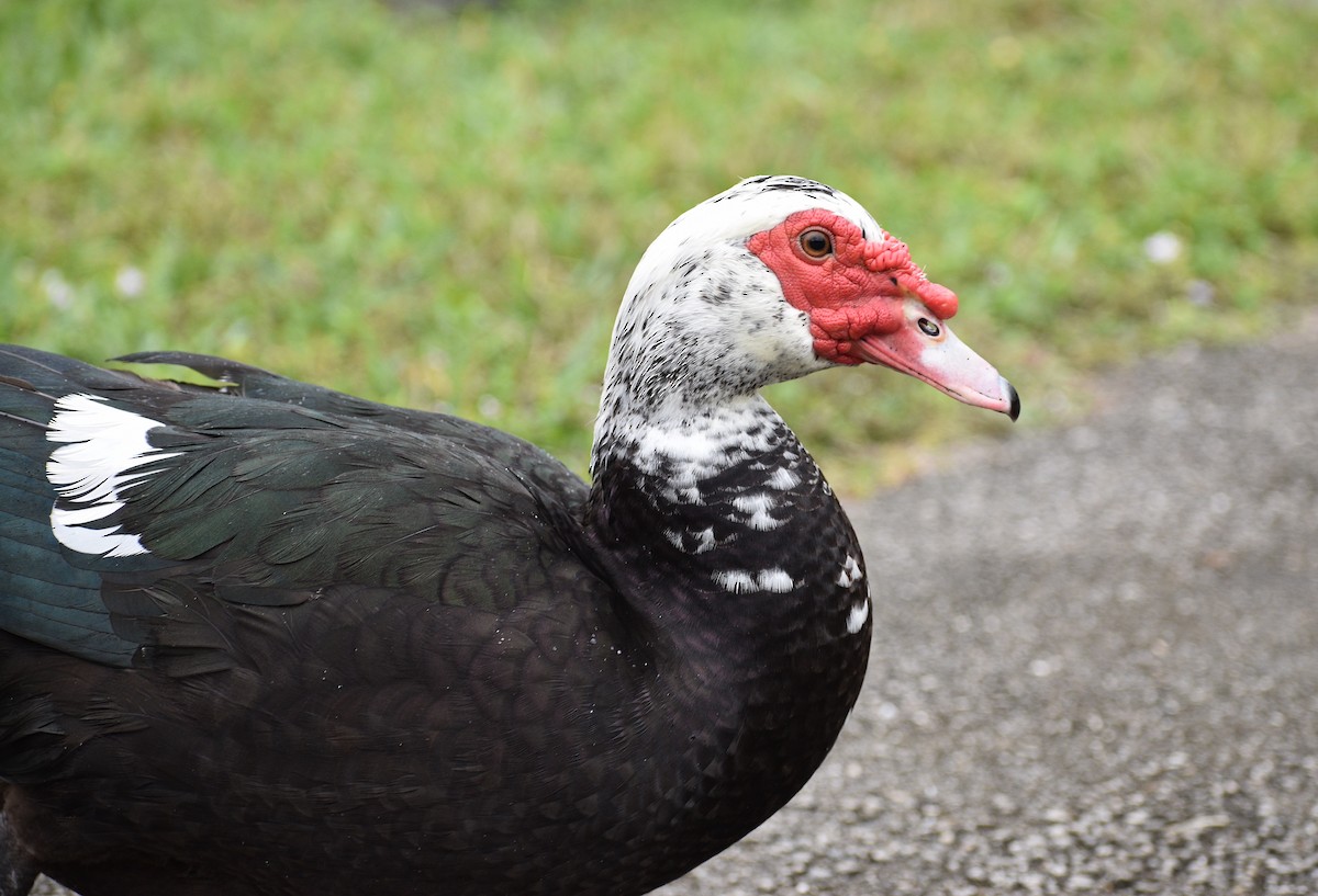 Muscovy Duck (Domestic type) - ML646999165