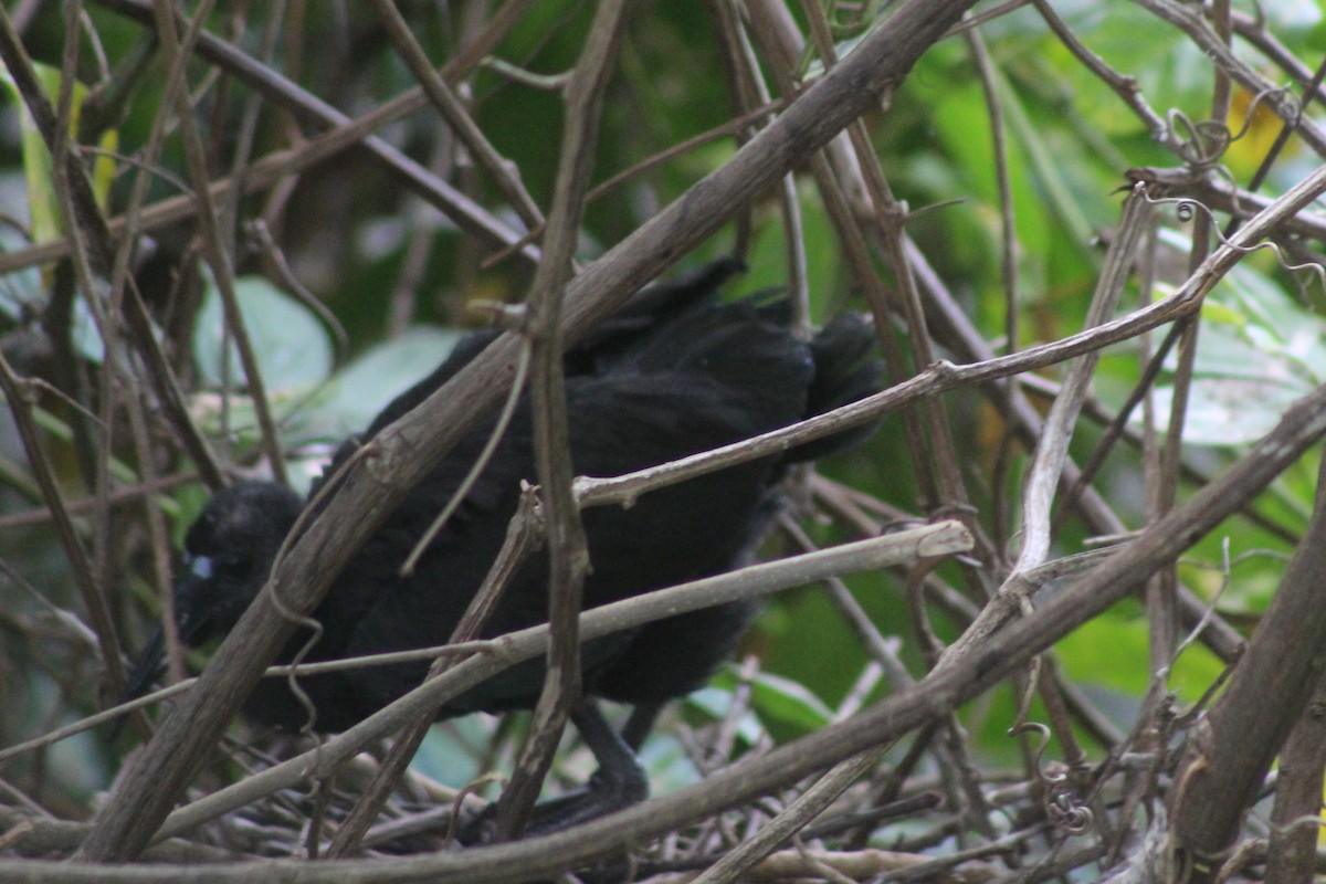 Ібіс чорний - ML646999177