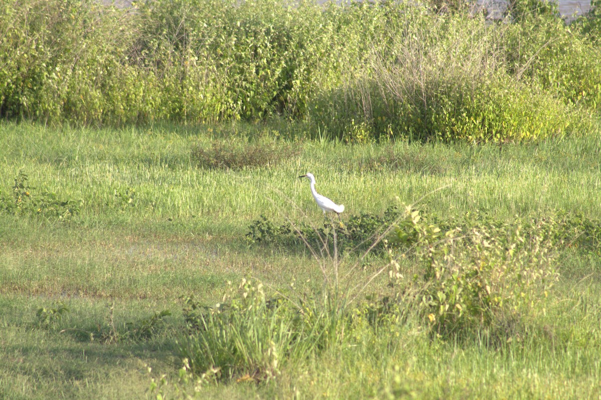 ユキコサギ - ML646999180