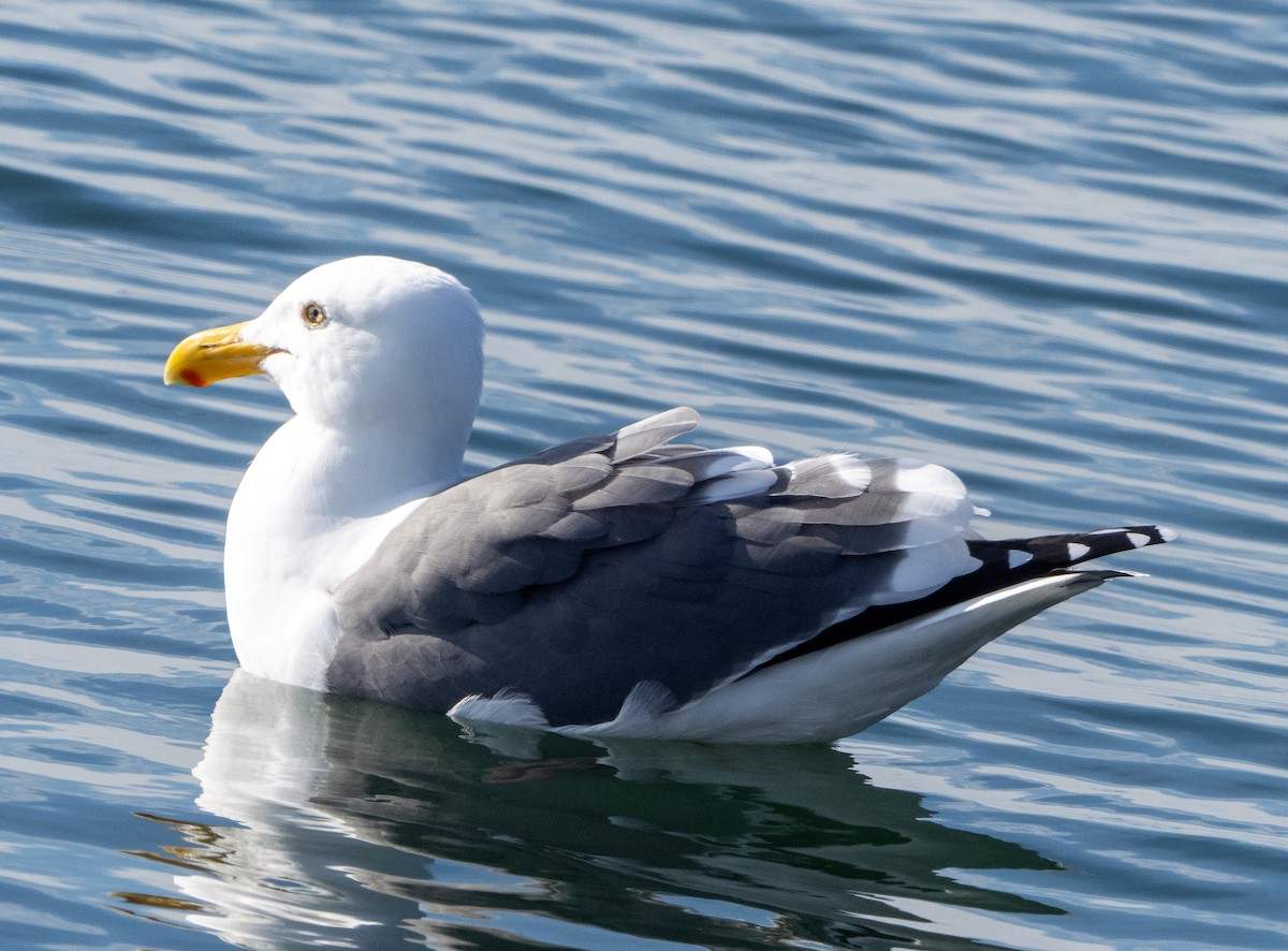Western Gull - ML646999181