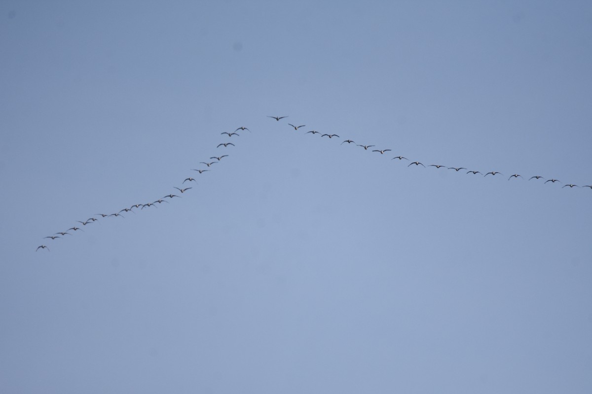 Oca canadese maggiore - ML646999196