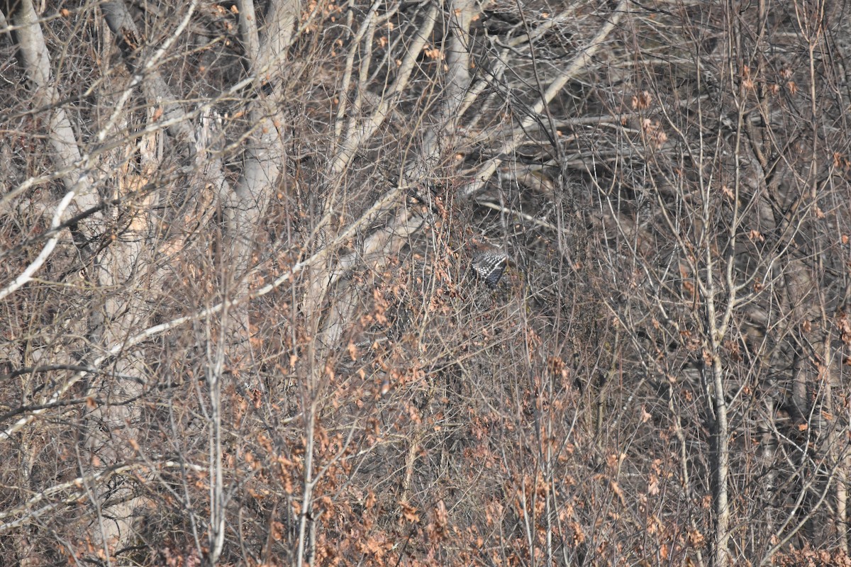 Red-shouldered Hawk - ML646999203