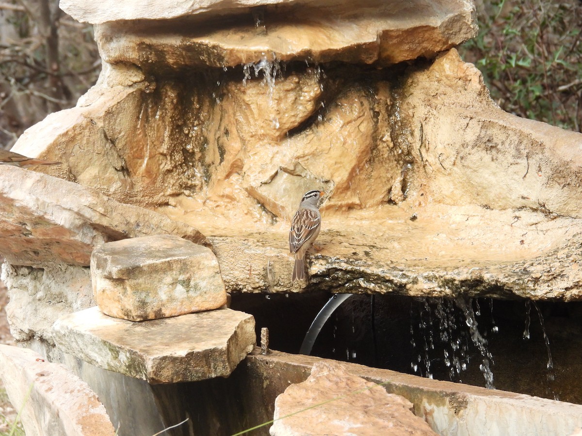 strnadec bělopásý - ML646999206