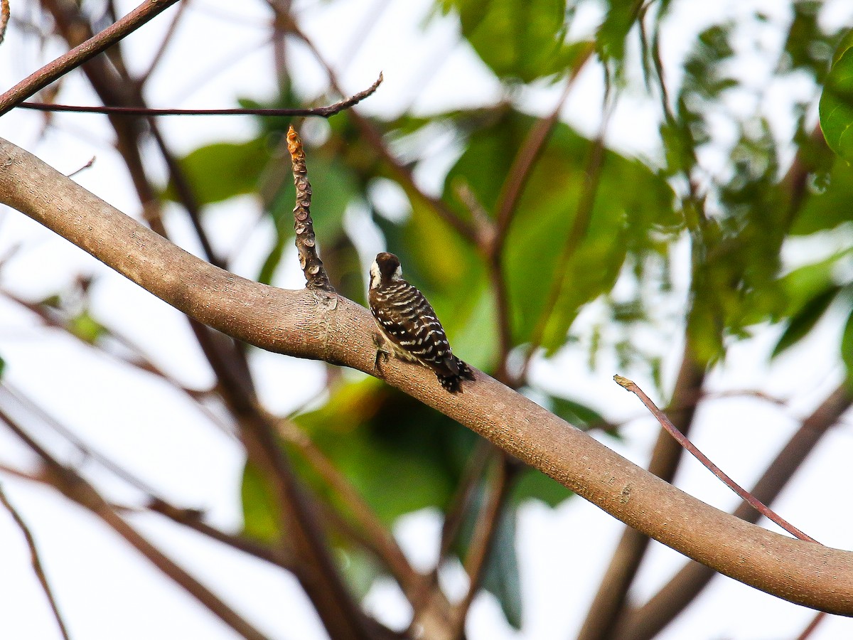 Sunda Pygmy Woodpecker - ML646999207