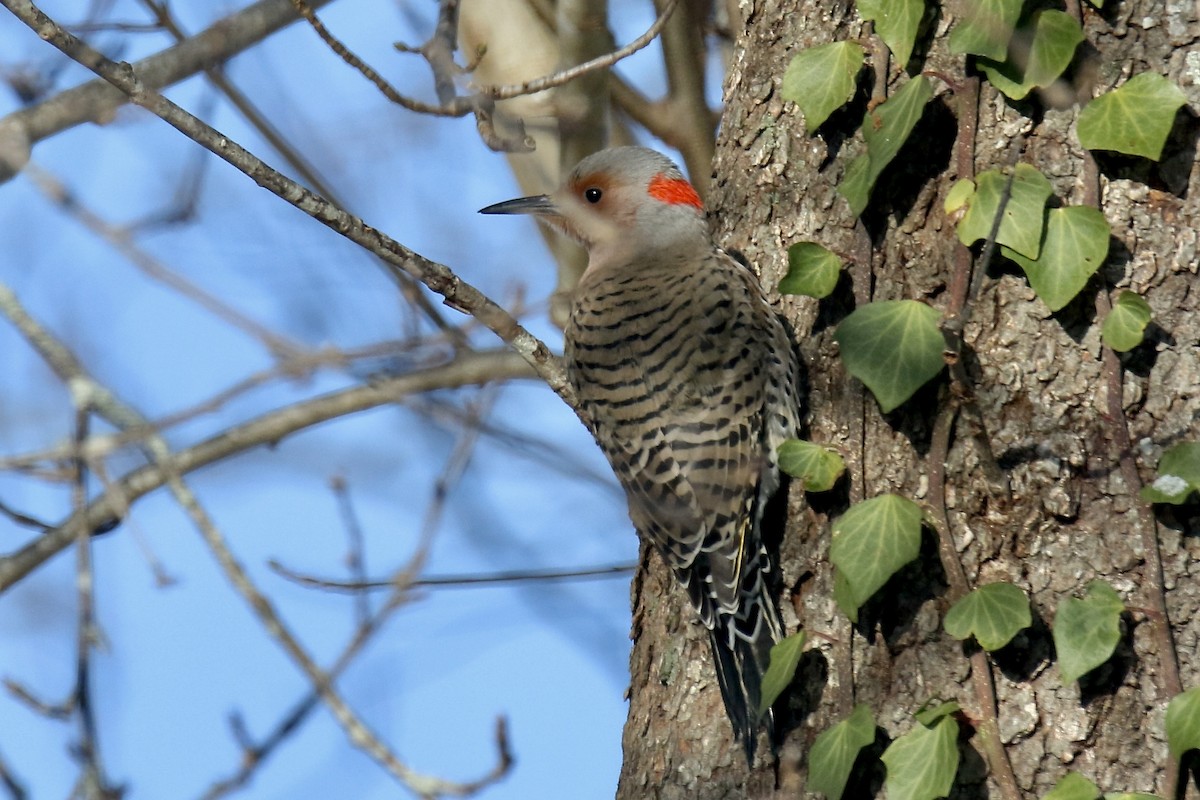 Декол золотистий (підвид auratus/luteus) - ML646999209