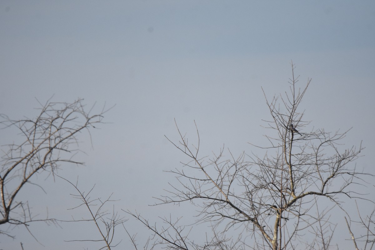 Mavi Karga - ML646999212